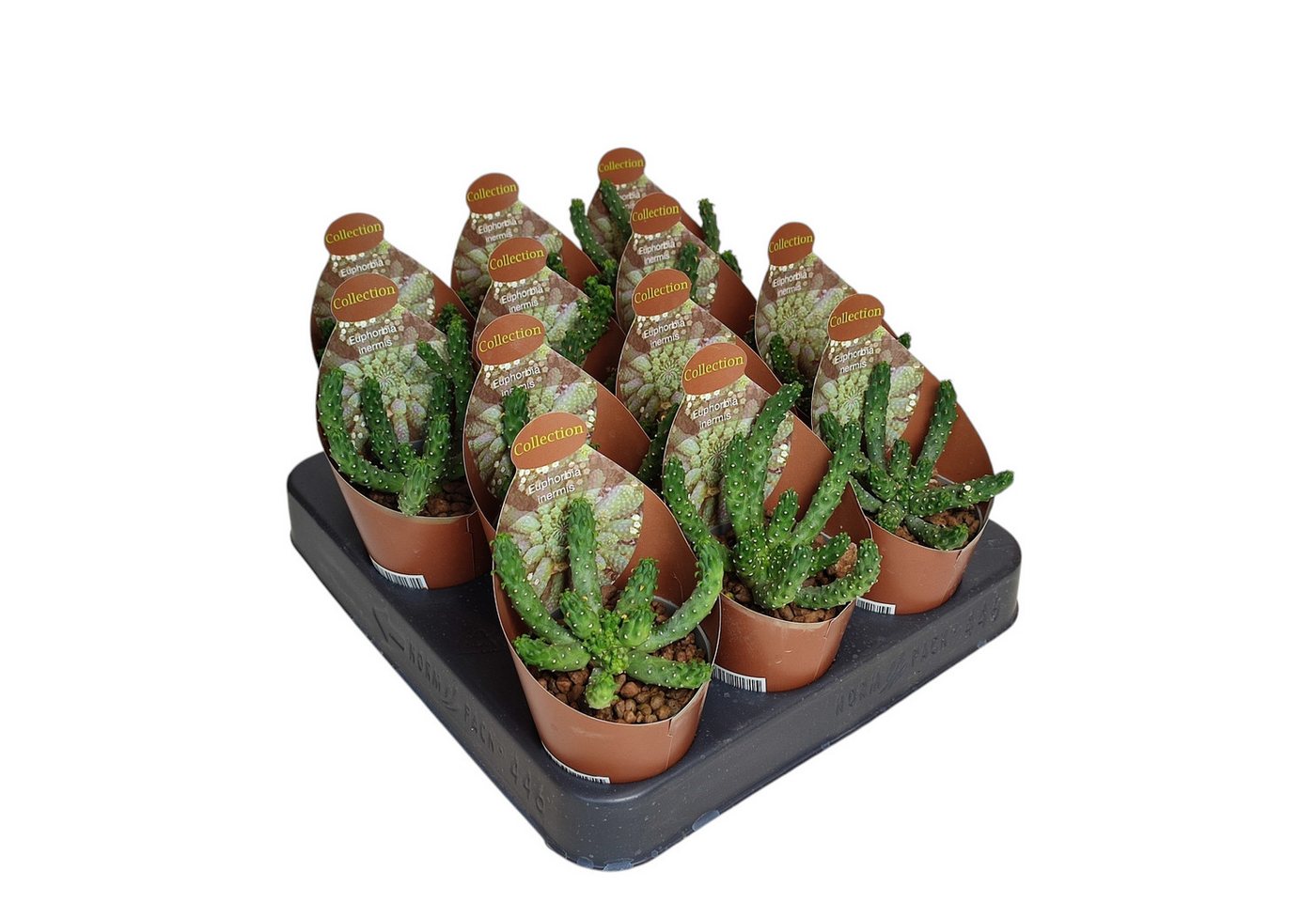 Exotenherz Kaktus Euphorbia inermis seltenes Wolfsmilchgewächs Rarität 6,5cm Topf Bild 2