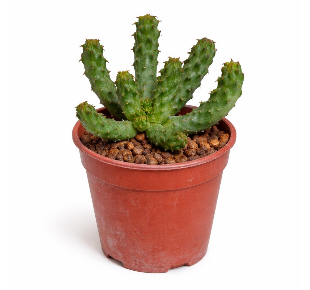 Exotenherz Kaktus Euphorbia inermis seltenes Wolfsmilchgewächs Rarität 6,5cm Topf Bild 3