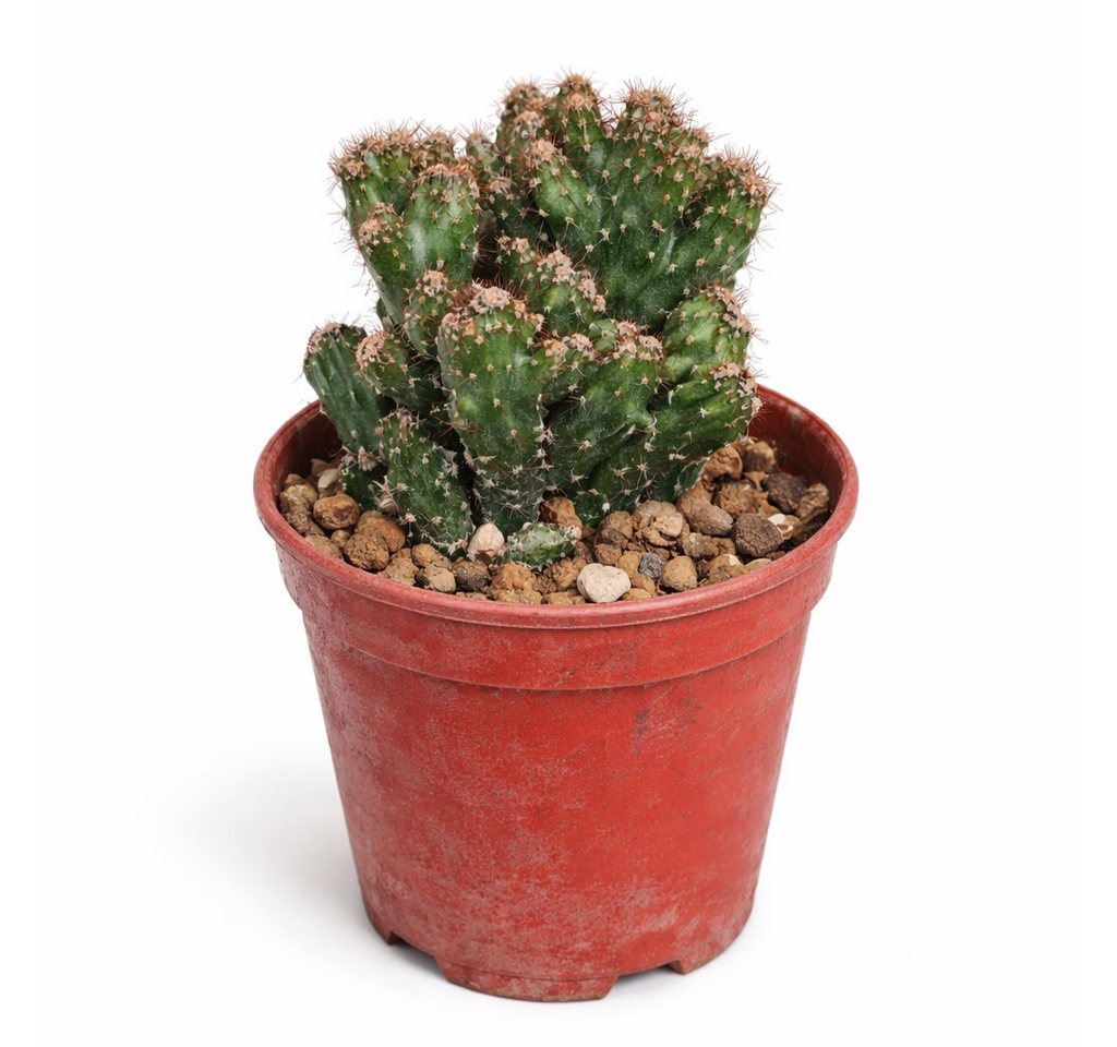 Exotenherz Kaktus Cereus peruvianus monstr. Felsenkaktus Rarität 6,5cm Topf 15cm hoch