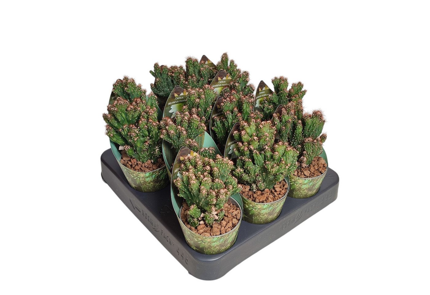 Exotenherz Kaktus Cereus peruvianus monstr. Felsenkaktus Rarität 6,5cm Topf 15cm hoch Bild 2