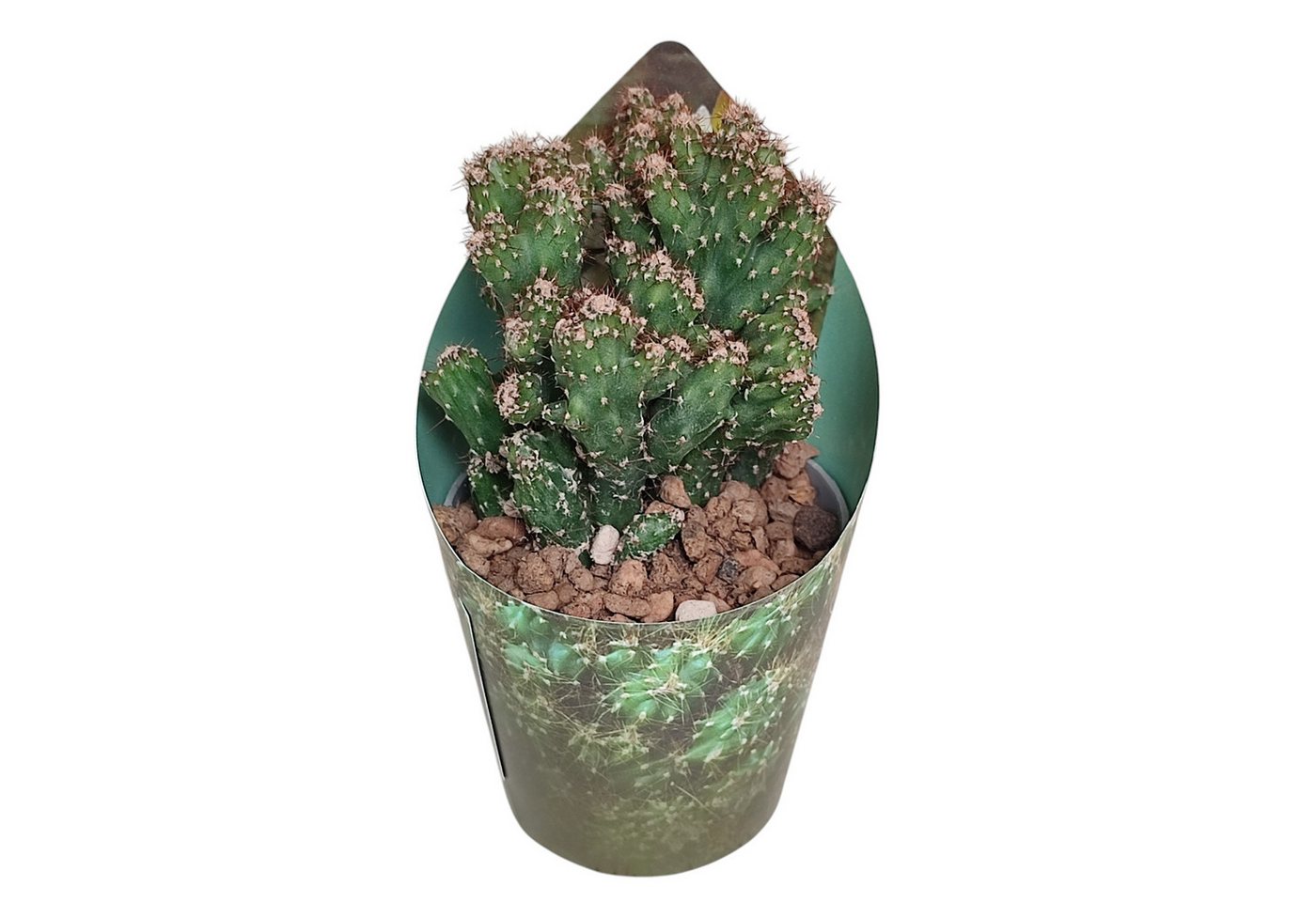 Exotenherz Kaktus Cereus peruvianus monstr. Felsenkaktus Rarität 6,5cm Topf 15cm hoch Bild 3