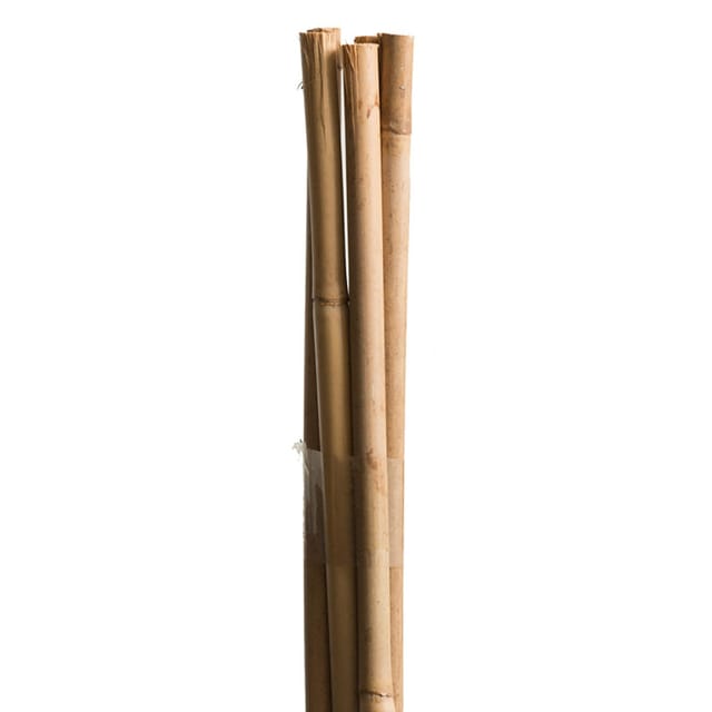 Windhager Tonkinstäbe Pflanzstab Bambus, 120 cm
