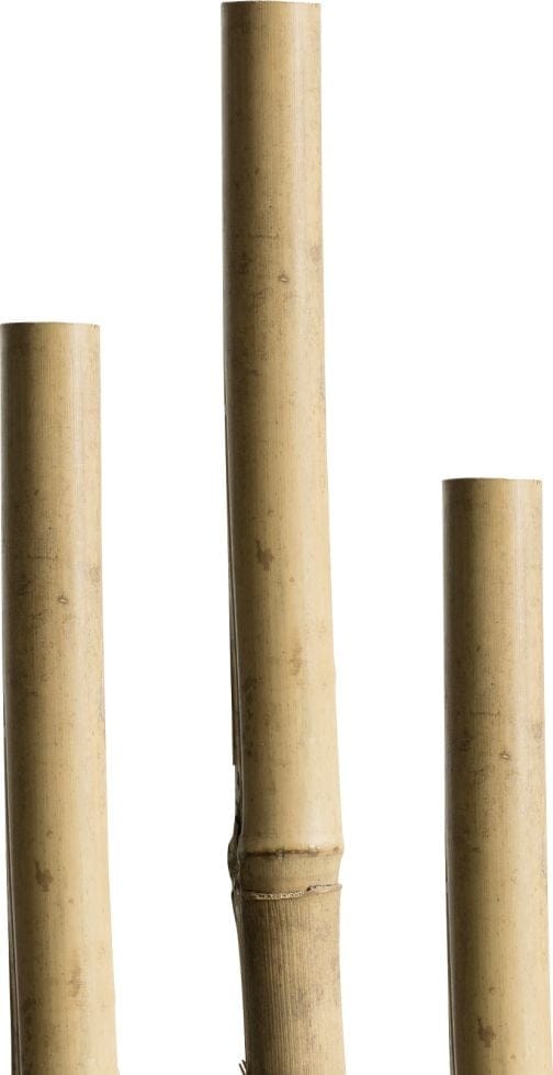 Windhager Tonkinstäbe Pflanzstab Bambus, 90 cm