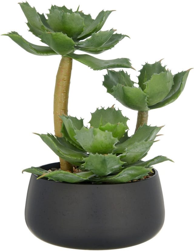 Kunstpflanze Echeveria, Creativ green, Höhe 28 cm, mit dekorativem Kies