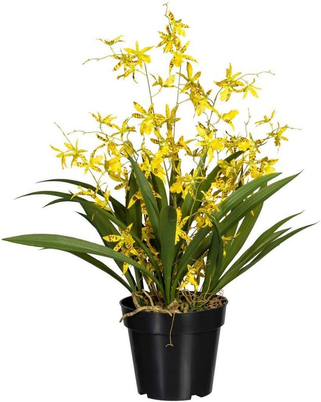 Kunstorchidee Oncidie Dancing Queen Orchidee Oncidie, Creativ green, Höhe 60 cm