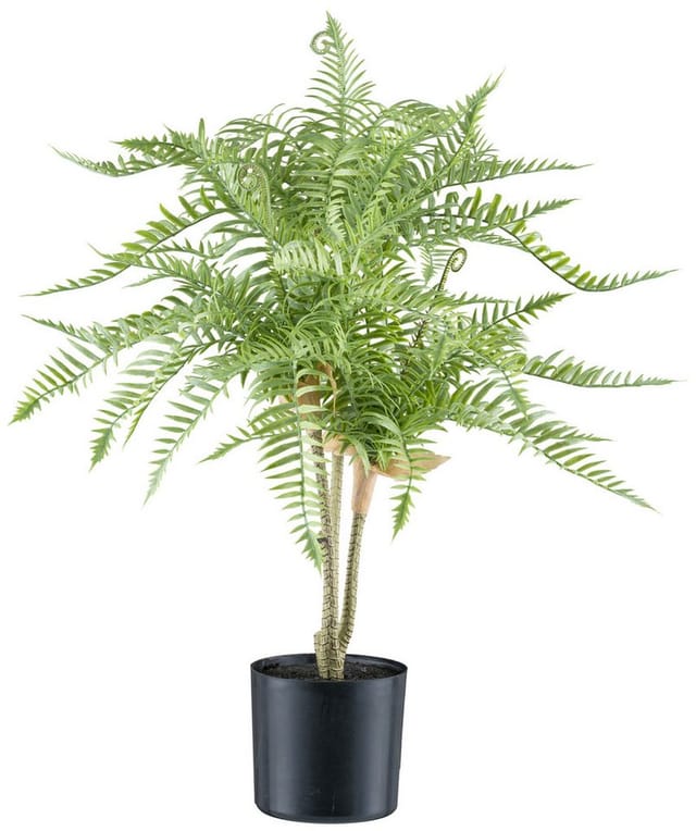 Kunstpflanze Goldrückenfarn, Creativ green, Höhe 50 cm, mit zahlreichen Farnwedeln