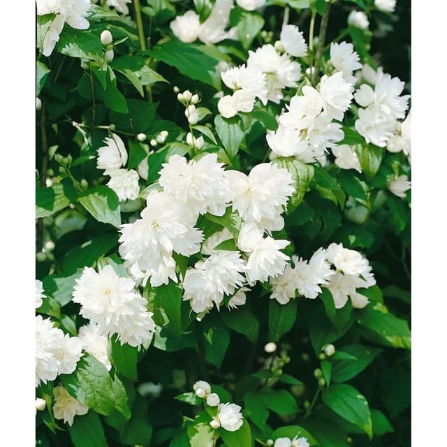 Pflanzen für Dich Gehölze Philadelphus Schneesturm, 1 St., Duftjasmin, Pfeifenstrauch