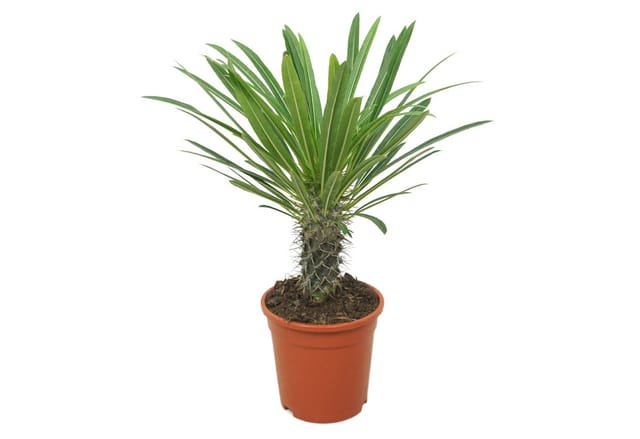 meinvipshop Zimmerpflanze Palme Madagaskarpalme 30 cm Pachypodium lamerei