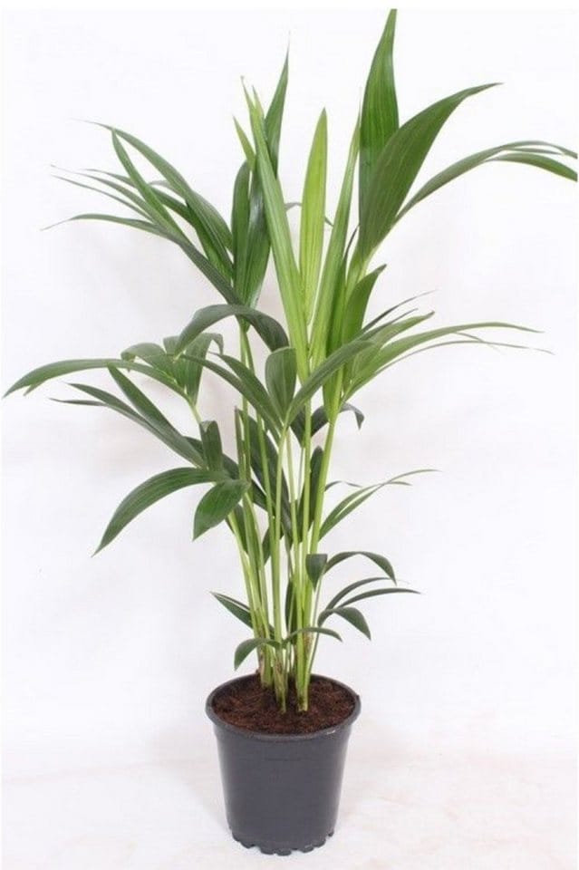 meinvipshop Zimmerpflanze Palme Howea forsteriana Kentia 80cm
