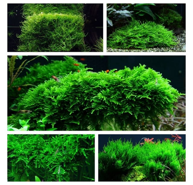Aquaone Wasserpflanze Moos Set mit 5 Tropica in Vitro Pflanzen Aquariumpflanzenset Nr.57