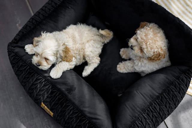 Elite Puppy Tierbett Athena Autositz für Hunde & Katzen – sicher, komfortabel &, Luxus Hundesitz für Auto – samtweich, waschbar & vielseitig nutzbar