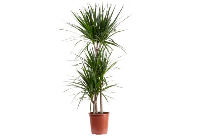 Flowerbox Zimmerpflanze Gerandeter Drachenbaum - Dracaena marginata, pflegeleicht - Höhe ca. 120 cm, Topf-Ø 21 cm