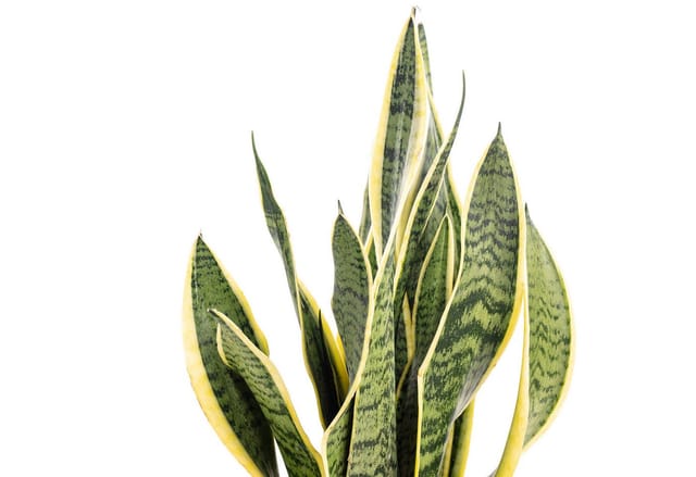 Flowerbox Zimmerpflanze Bogenhanf - Sansevieria trifasciata Laurentii, pflegeleicht - Höhe ca. 45 cm, Topf-Ø 14 cm