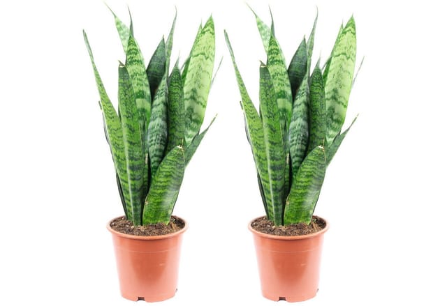 Flowerbox Zimmerpflanze Bogenhanf - Sansevieria trifasciata Black Coral, 2er-Set, pflegeleicht - Höhe ca. 35 cm, Topf-Ø 12 cm