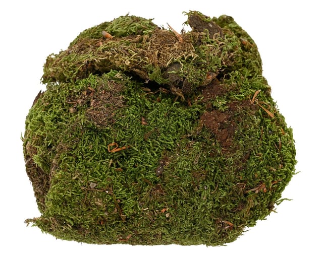 Kaemingk Bastelnaturmaterial, Moos Natur zum Basteln und Dekorieren 80g grün