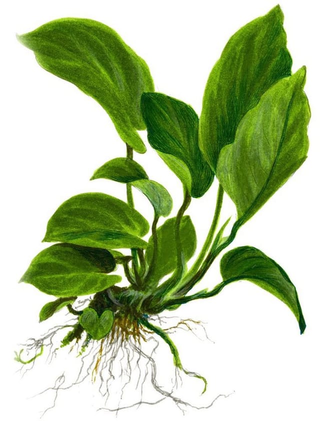 Aquaone Wasserpflanze Mutterpflanze Aquarium Pflanze Anubias barteri XL Nr.301A