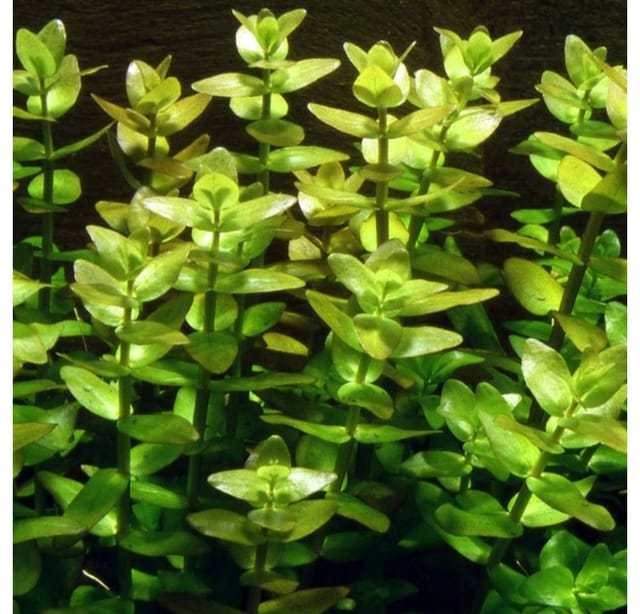 Aquaone Wasserpflanze Aquarium Pflanze 3 Stück Bacopa caroliniana Wasserpflanze Nr.343 Set