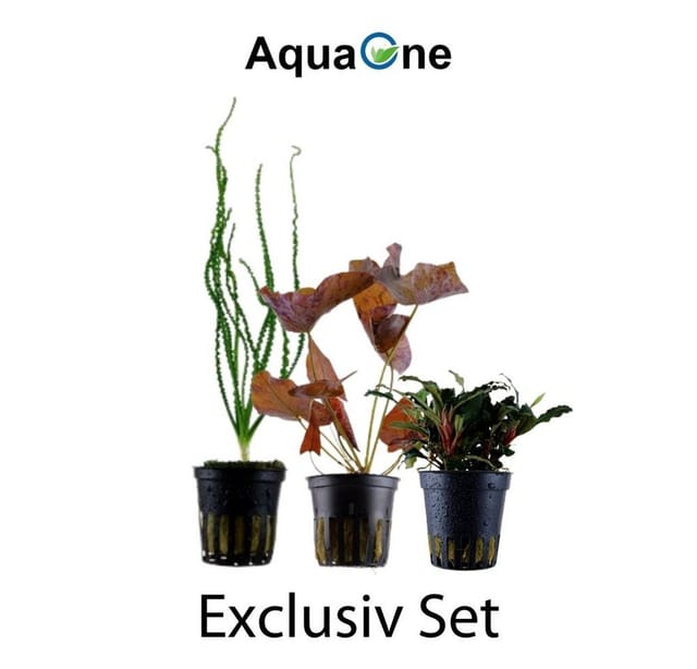Aquaone Wasserpflanze Exclusives Set mit 3 Pflanzen Aquariumpflanzen Set Nr.135
