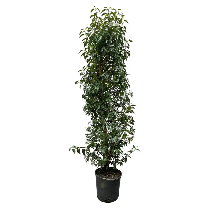 Portugiesische Lorbeerkirsche Angustifolia (Prunus lusitanica 'Angustifolia', Topfgröße: 30 cm, Aktuelle Wuchshöhe: 170 cm - 180 cm)