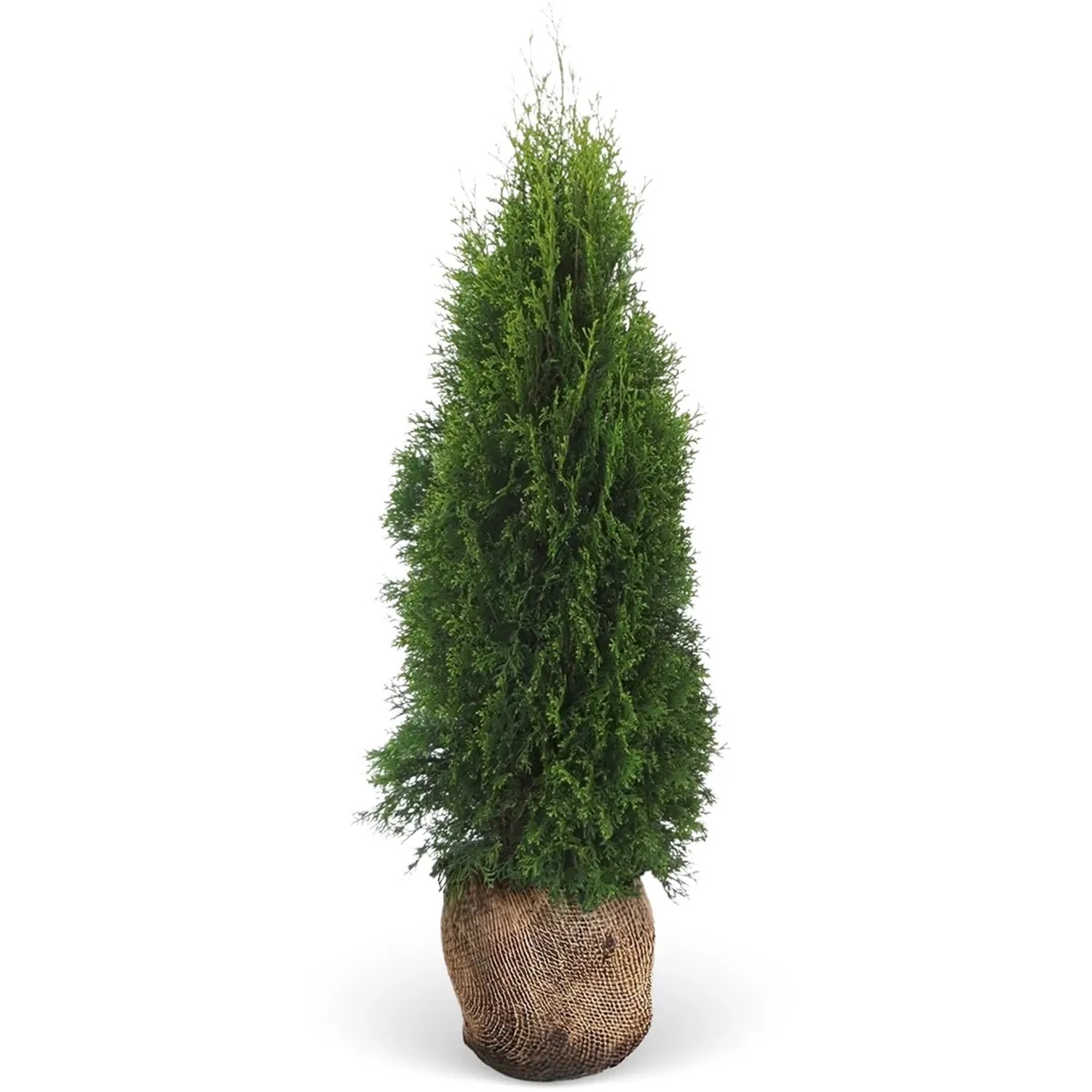 Lebensbaum Smaragd Set à 20 Stück Höhe ca. 180 - 200 cm Ballenware Thuja
