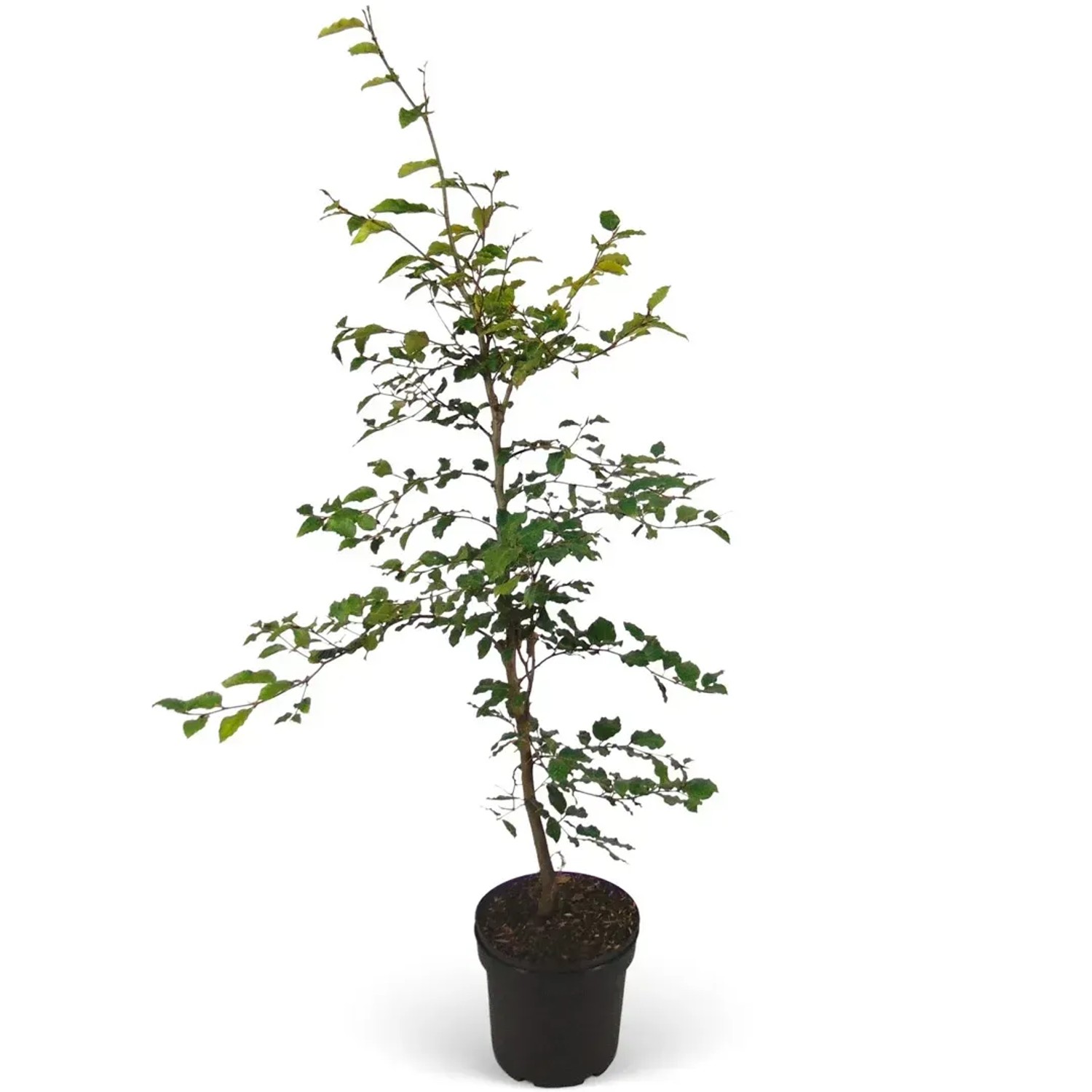 Rotbuche Set à 100 Stück Höhe ca. 80 - 100 cm Fagus sylvatica