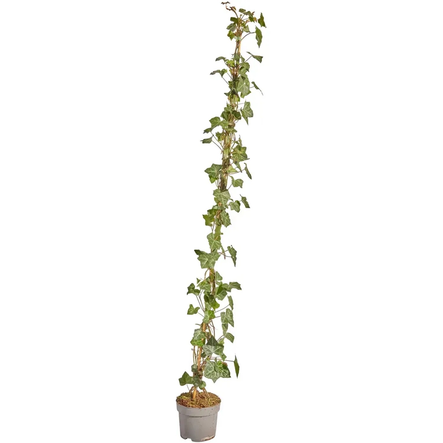 Großblättriger Irischer Efeu Set à 100 Stück Höhe 125 - 150 cm Topf ca. 1,5,