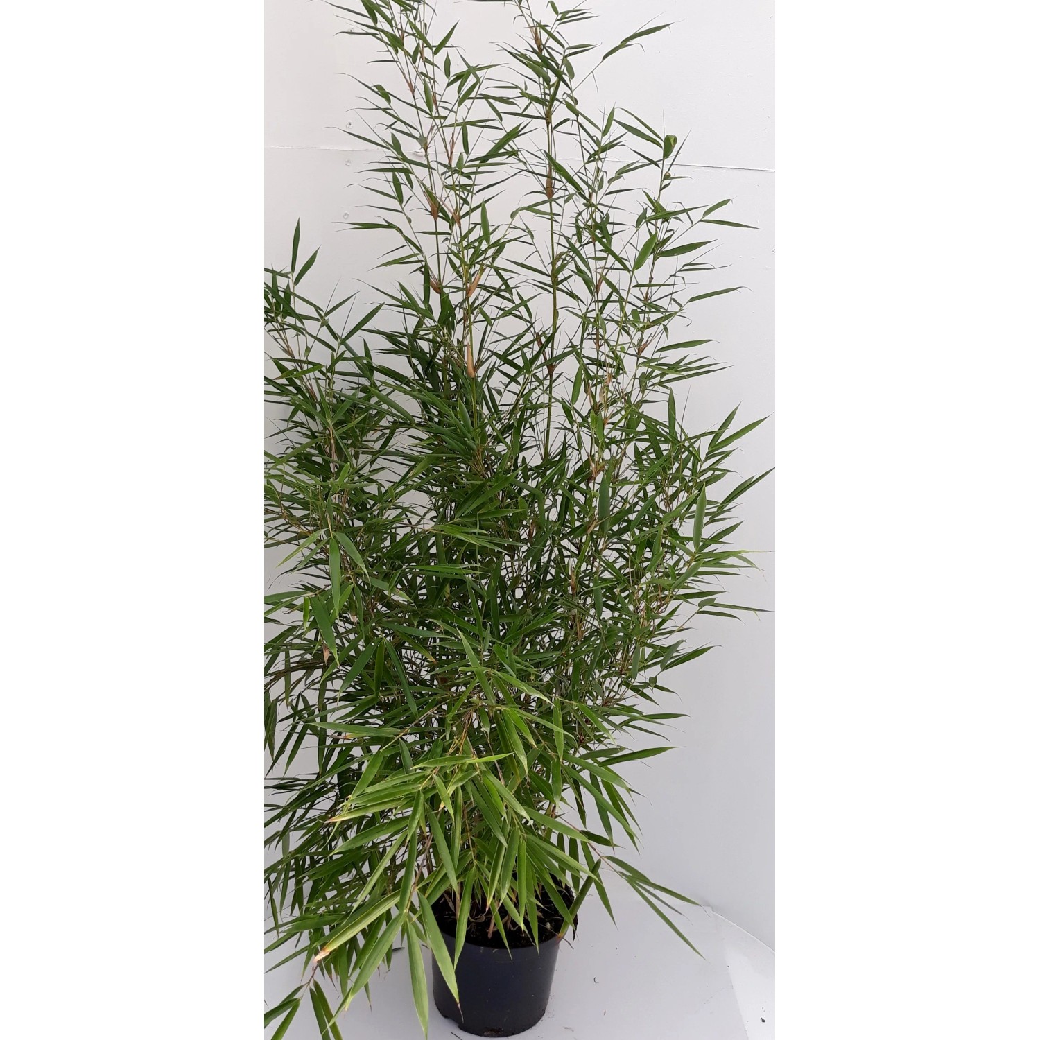 Pflanzen-Boering 4 Stück Fargesia Jumbo Gesamthöhe 70-80 cm Aufrechter Gartenbambus