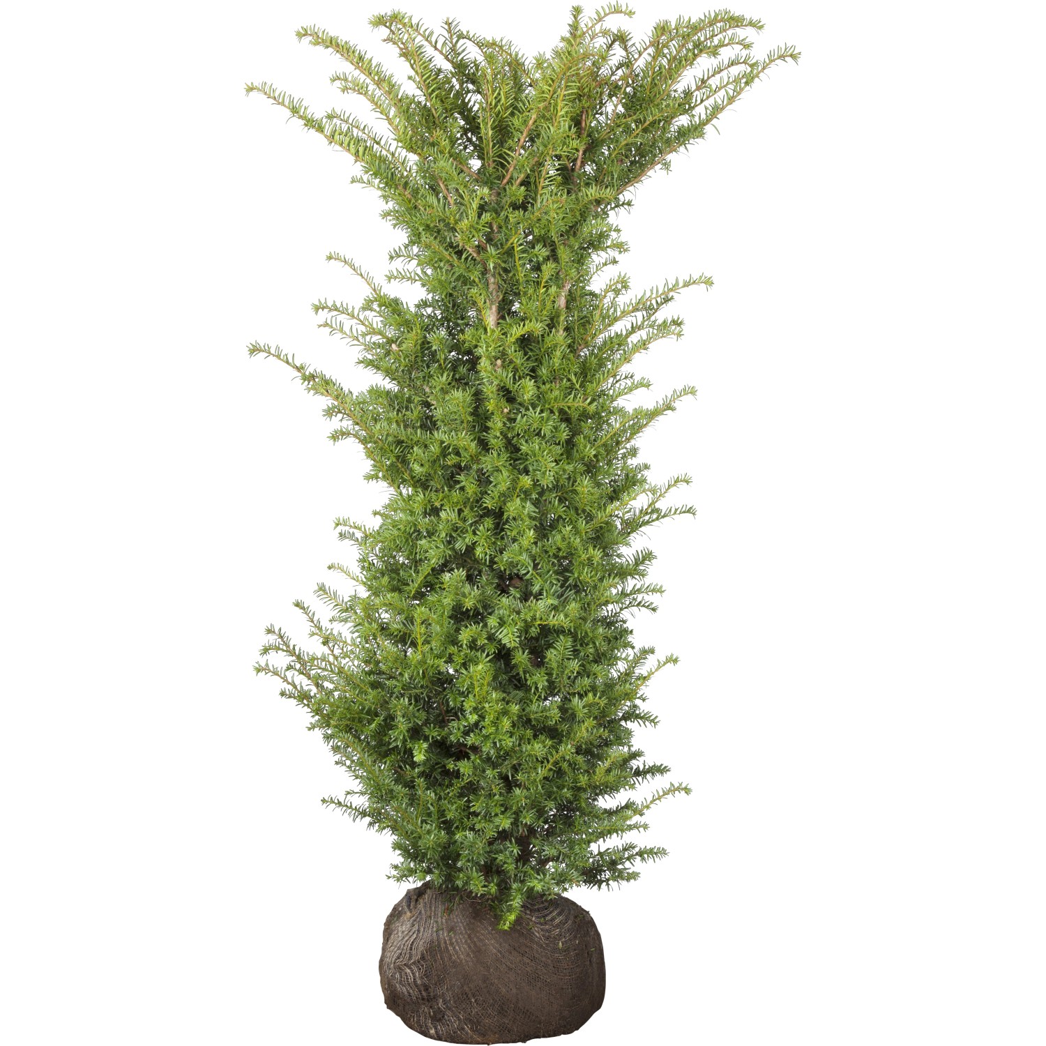 Eibe Set à 15 Stück Höhe ca. 160 - 180 cm Taxus baccata