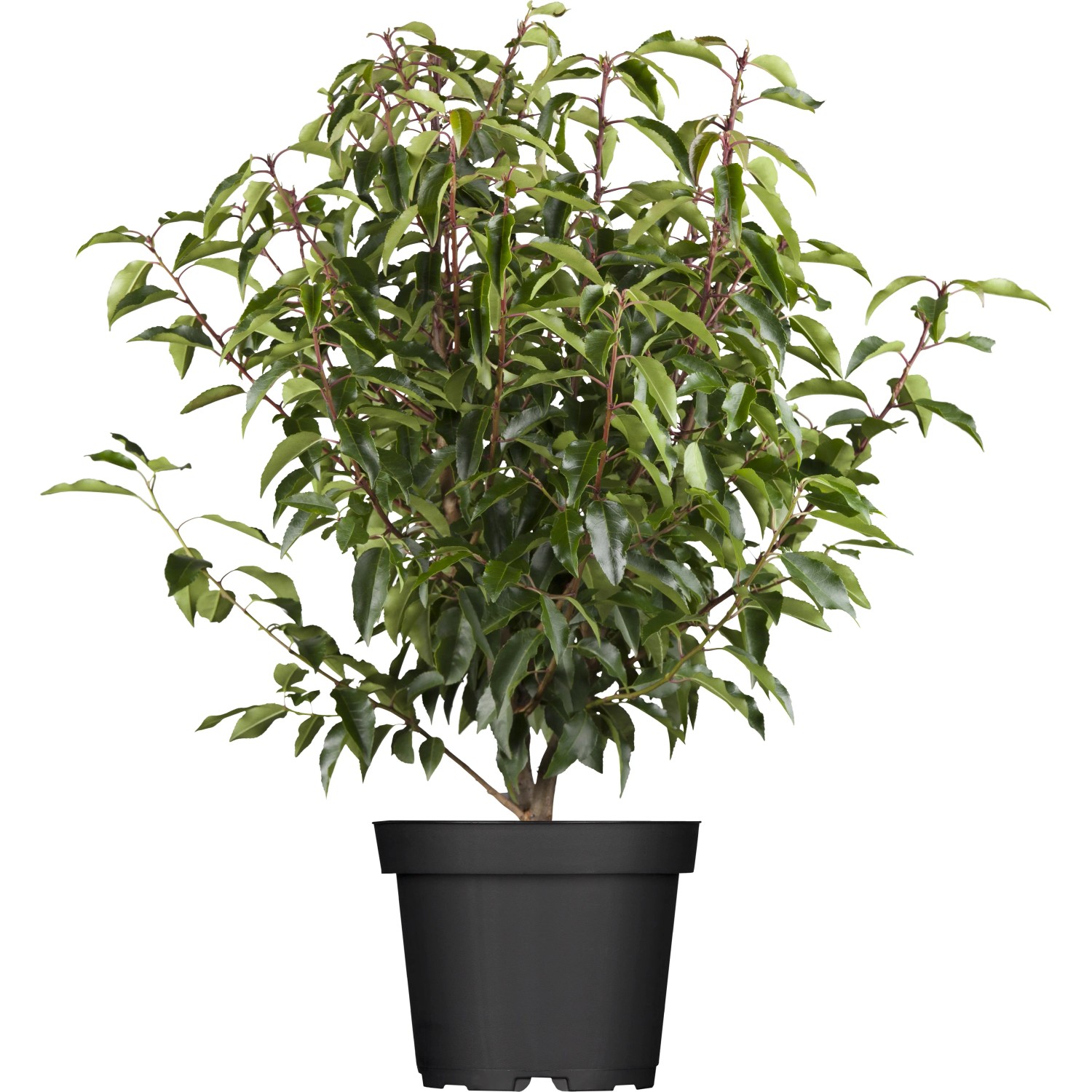 Kirschlorbeer Angustifolia Set à 45 Stück Höhe ca. 60-80 cm Prunus,usitanica