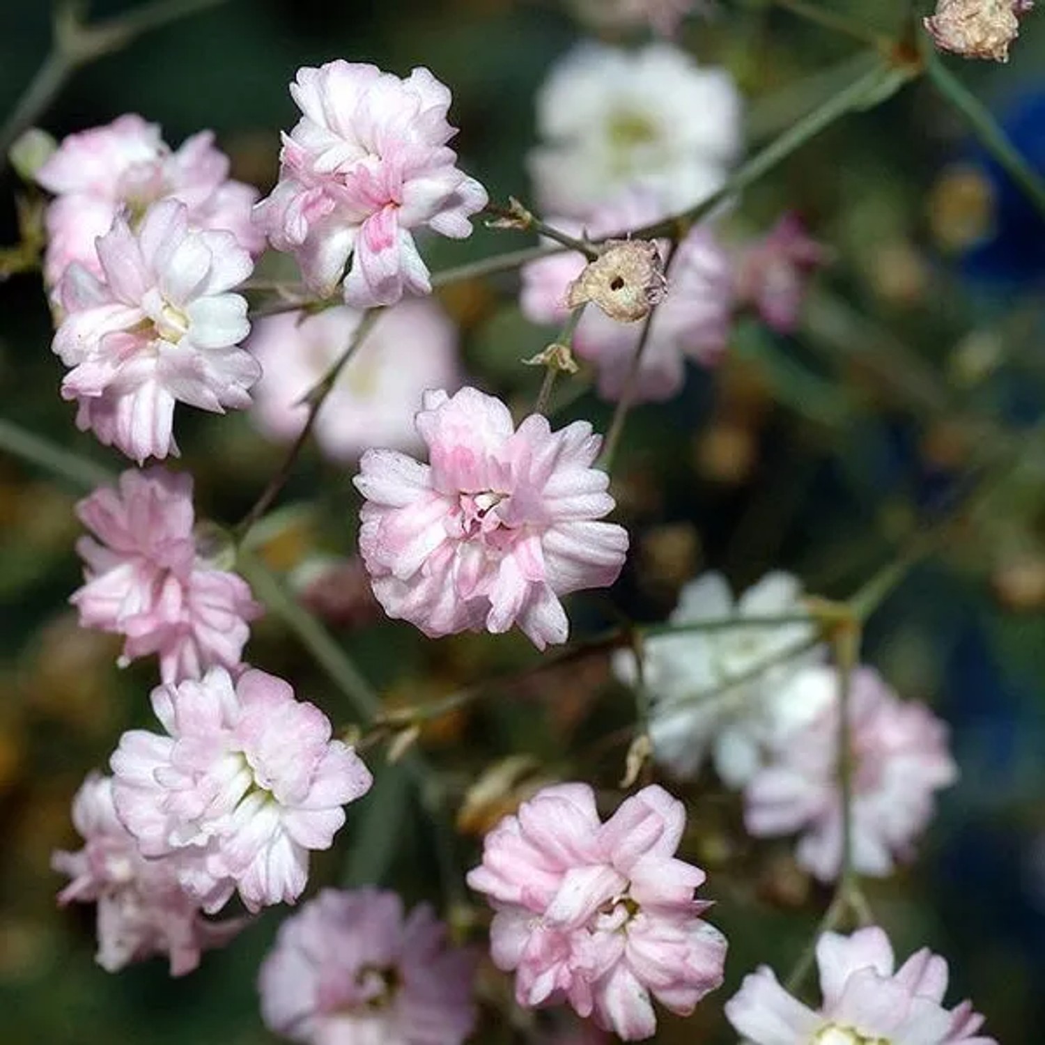 6 x Schleierkraut 'Alba' Gypsophila Repens Topf 9cm Bodendeckend