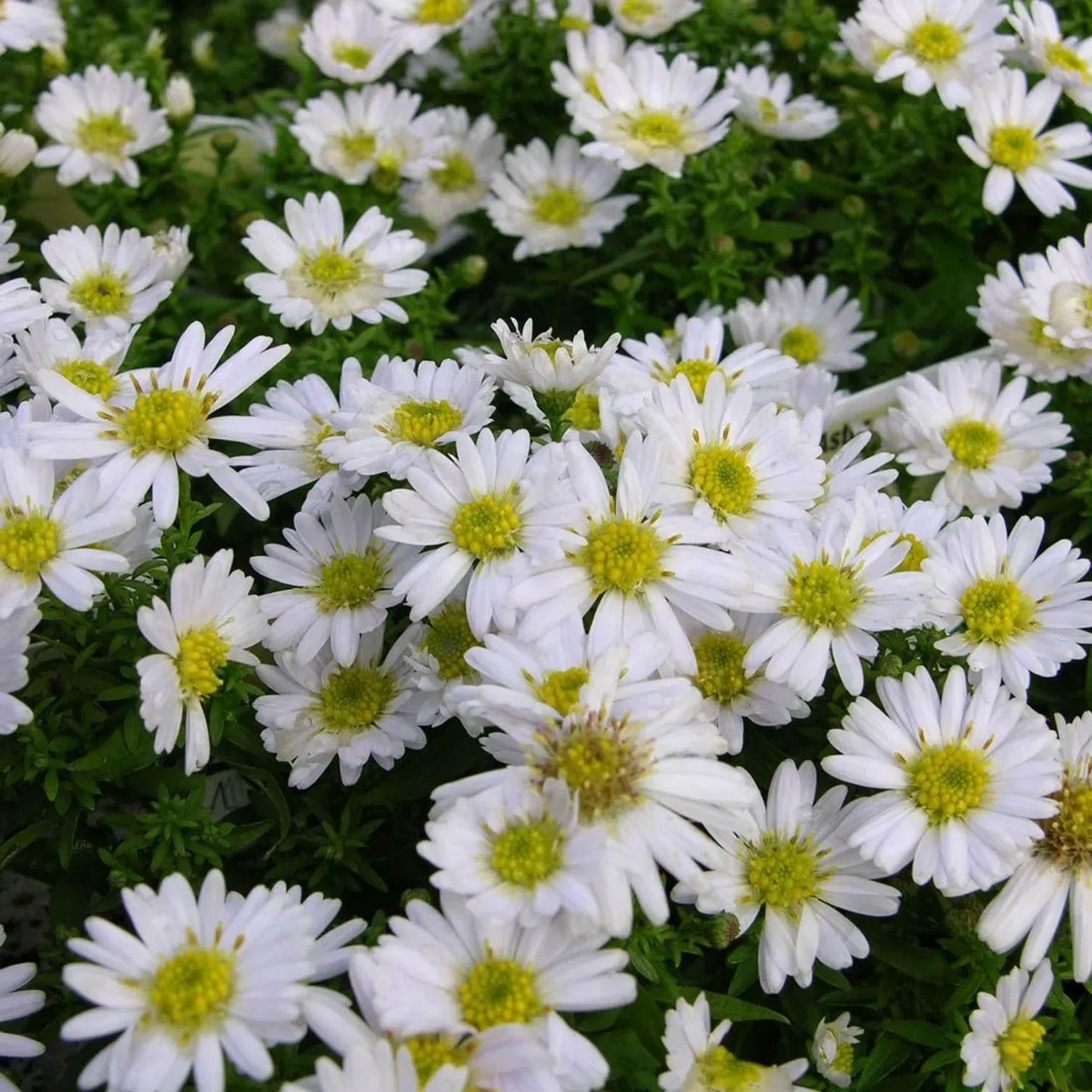 6 x Kissen-Aster 'Schneekissen' Aster dumosus Topf 9cm Weiße Blüten