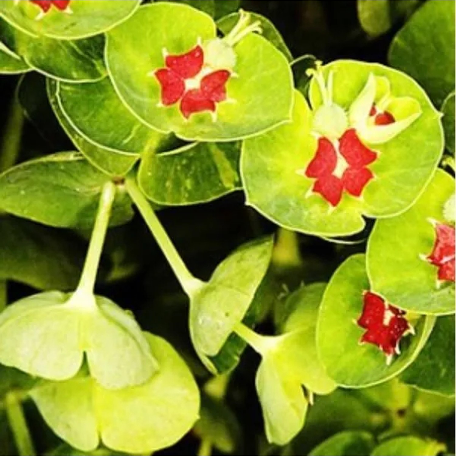 6 x Wolfsmilch Euphorbia martinii Topf 9cm Dekorative Blüten