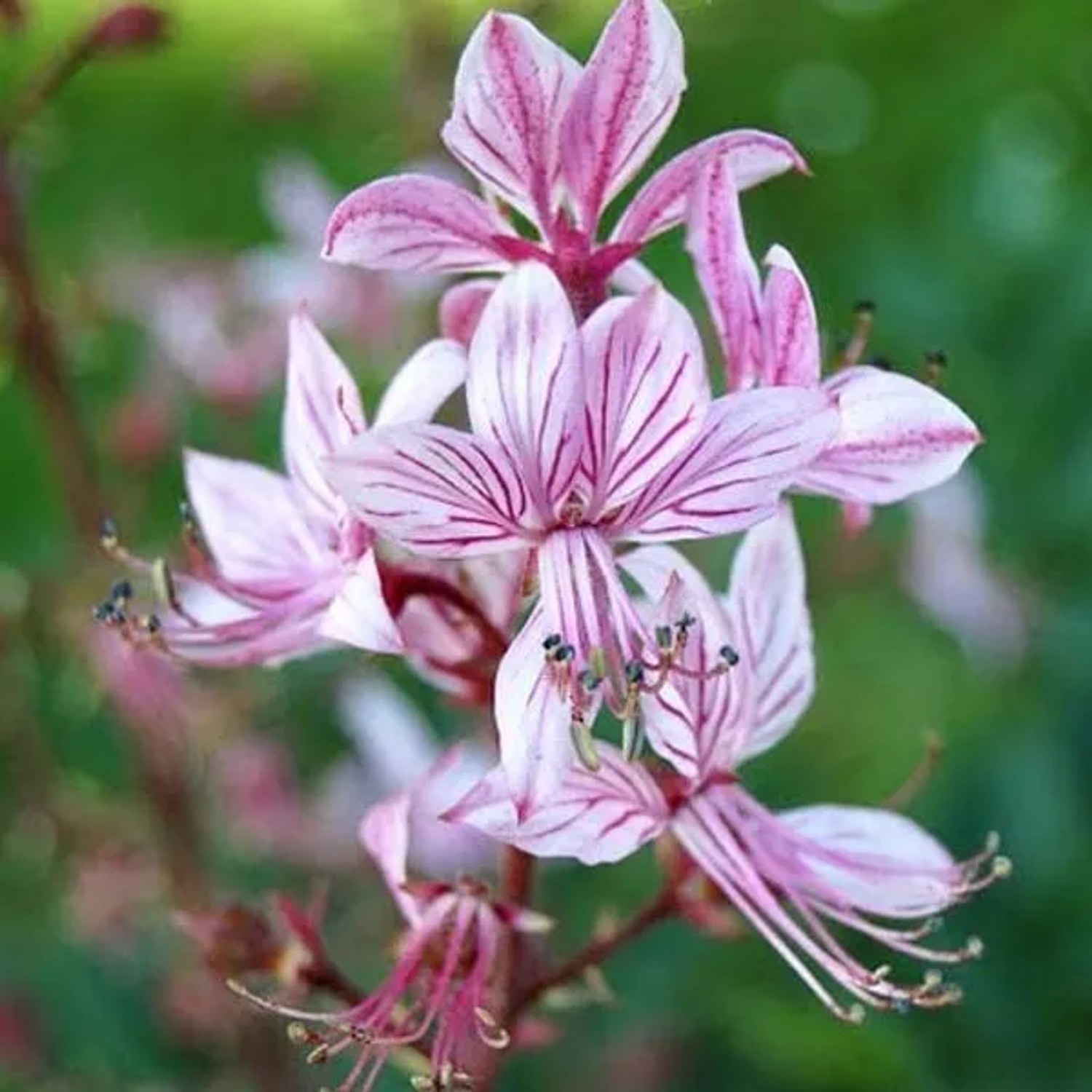 6 x Diptam Dictamnus albus Topf 9cm Duftende Blüten