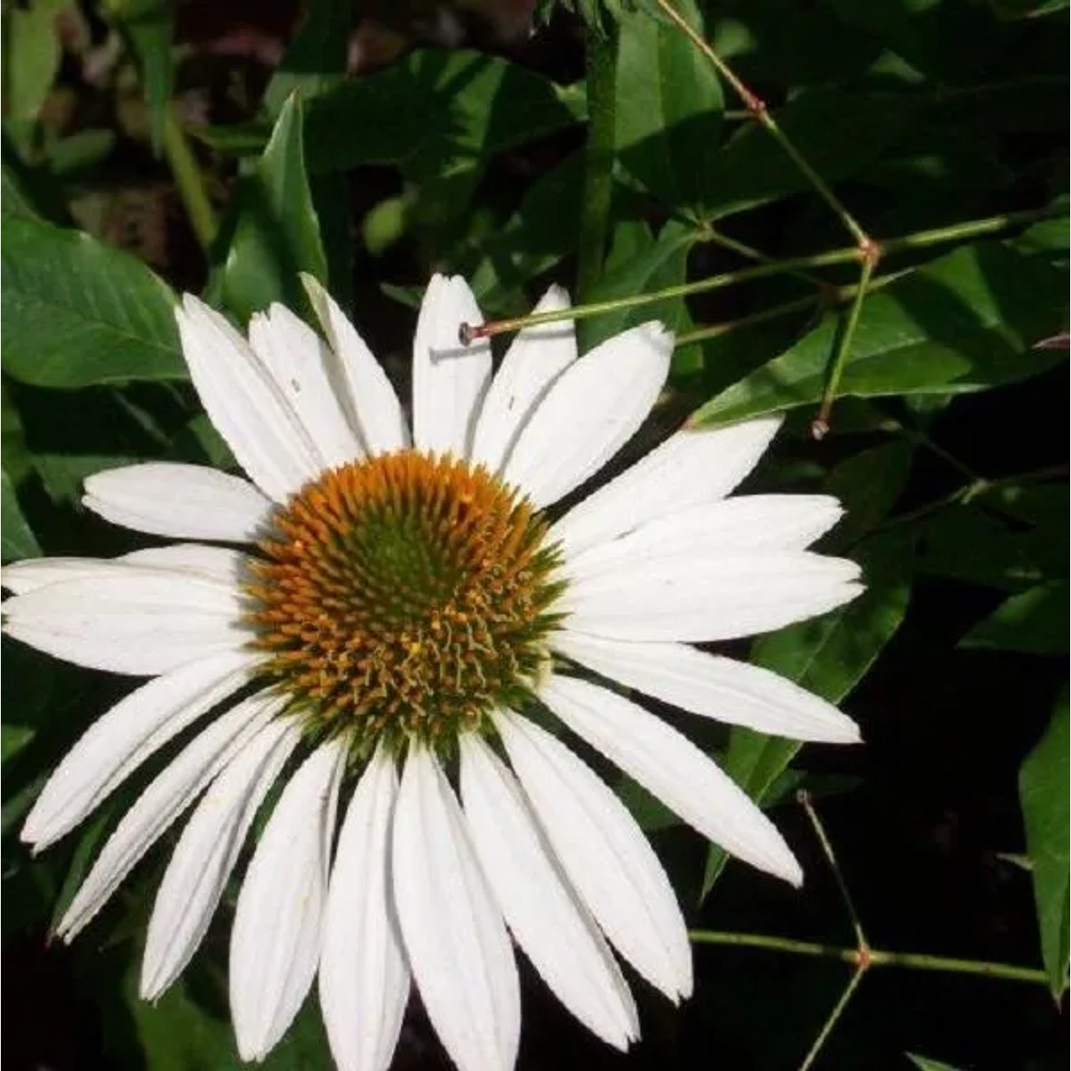 6 x Scheinsonnenhut 'White Swan' Echinacea purpurea Topf 9cm Weiße Blüten