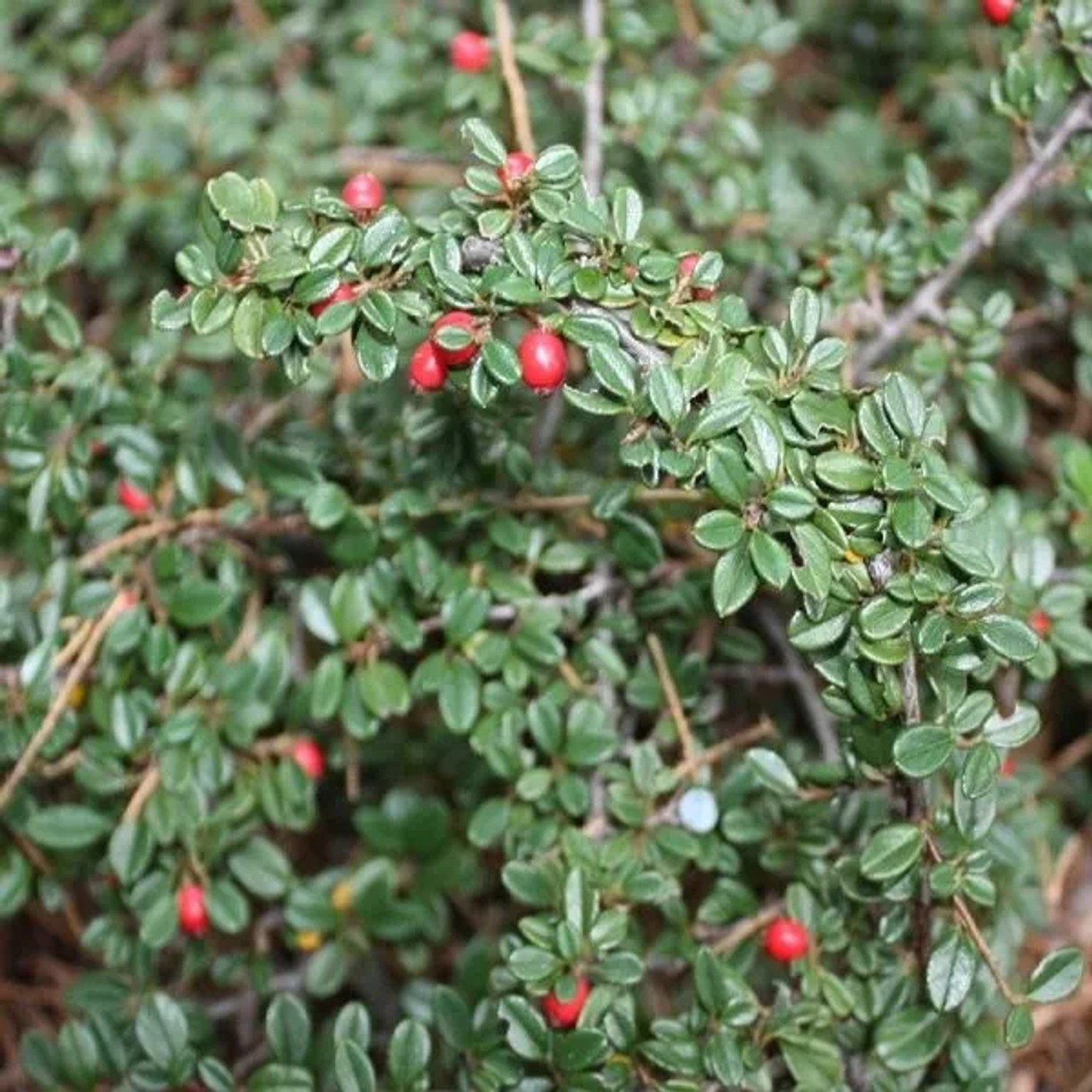 6 x Teppichmispel 'Skogholm' Cotoneaster suecicus Topf 9cm Immergrün
