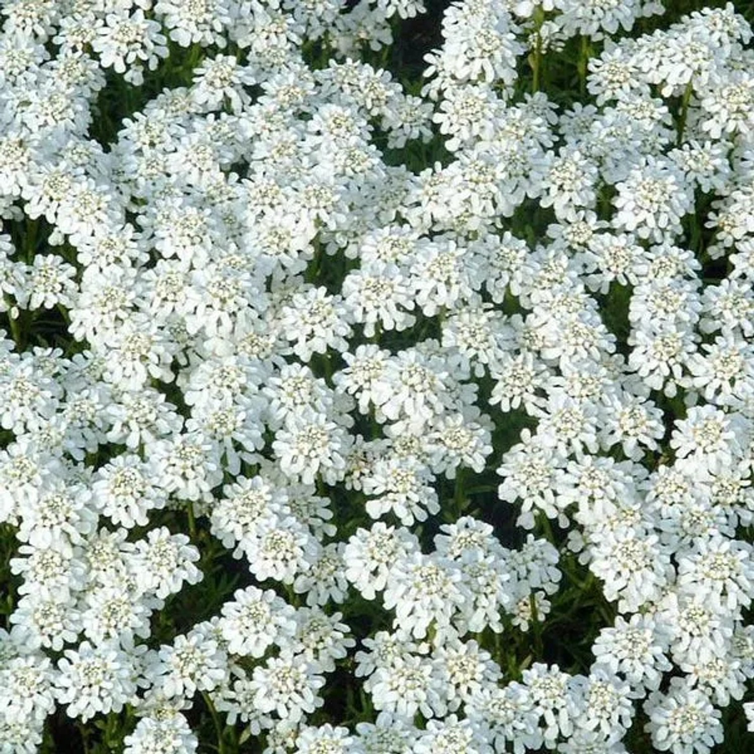 6 x Schleifenblume 'Weisser Zwerg' Iberis Sempervirens Topf 9cm Immergrün