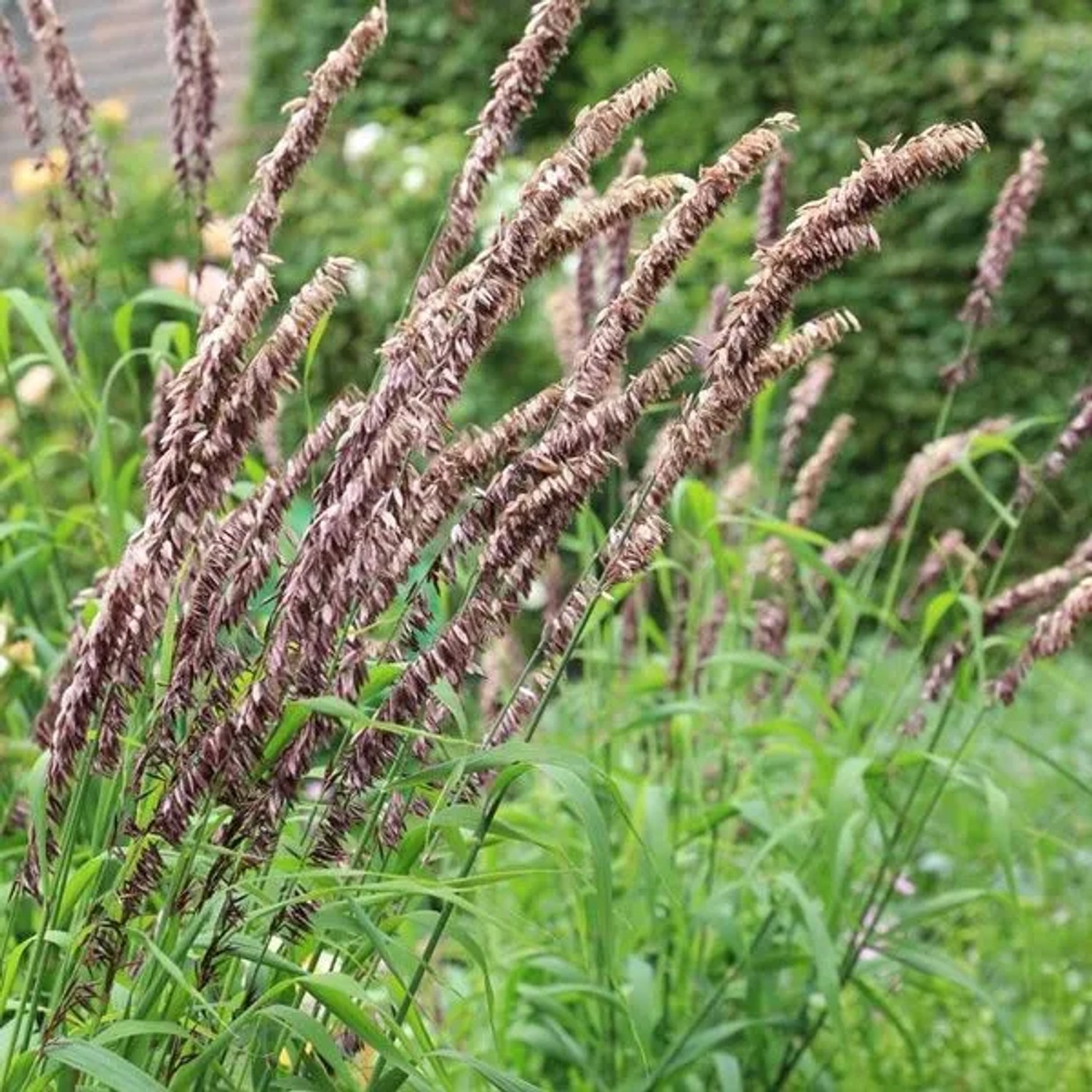 6 x Perlgras 'Atropurpurea' Melica altissima Topf 9cm Dekorativ