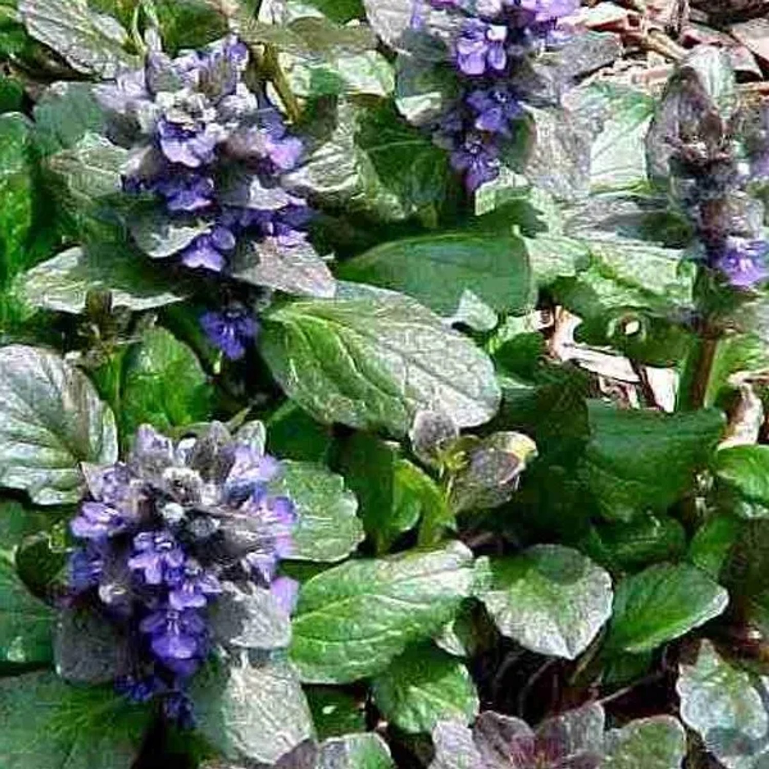 6 x Günsel 'Catlin's Giant' Ajuga Reptans Topf 9cm Großer Bodendecker