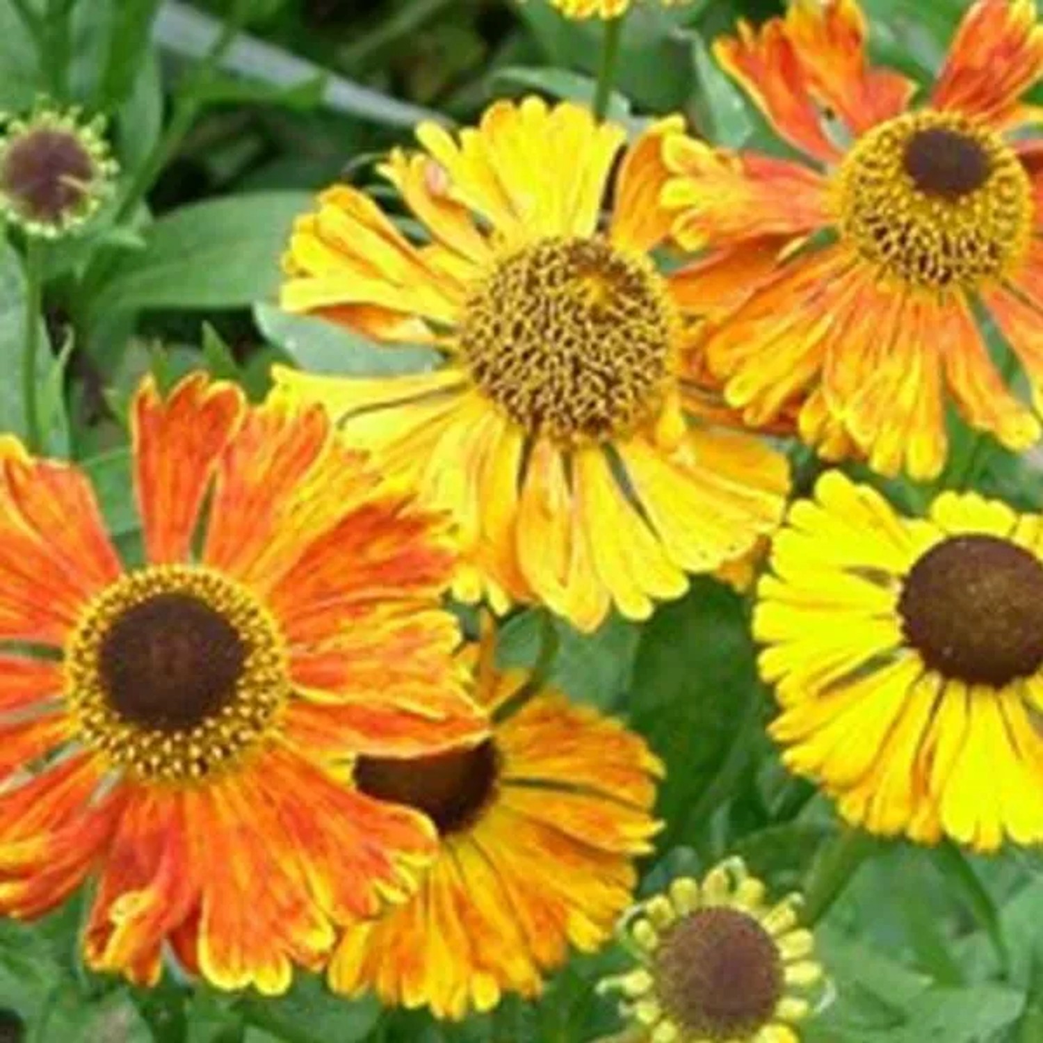 6 x Sonnenbraut 'Waltraut' Helenium Topf 9cm Schmetterlingspflanze