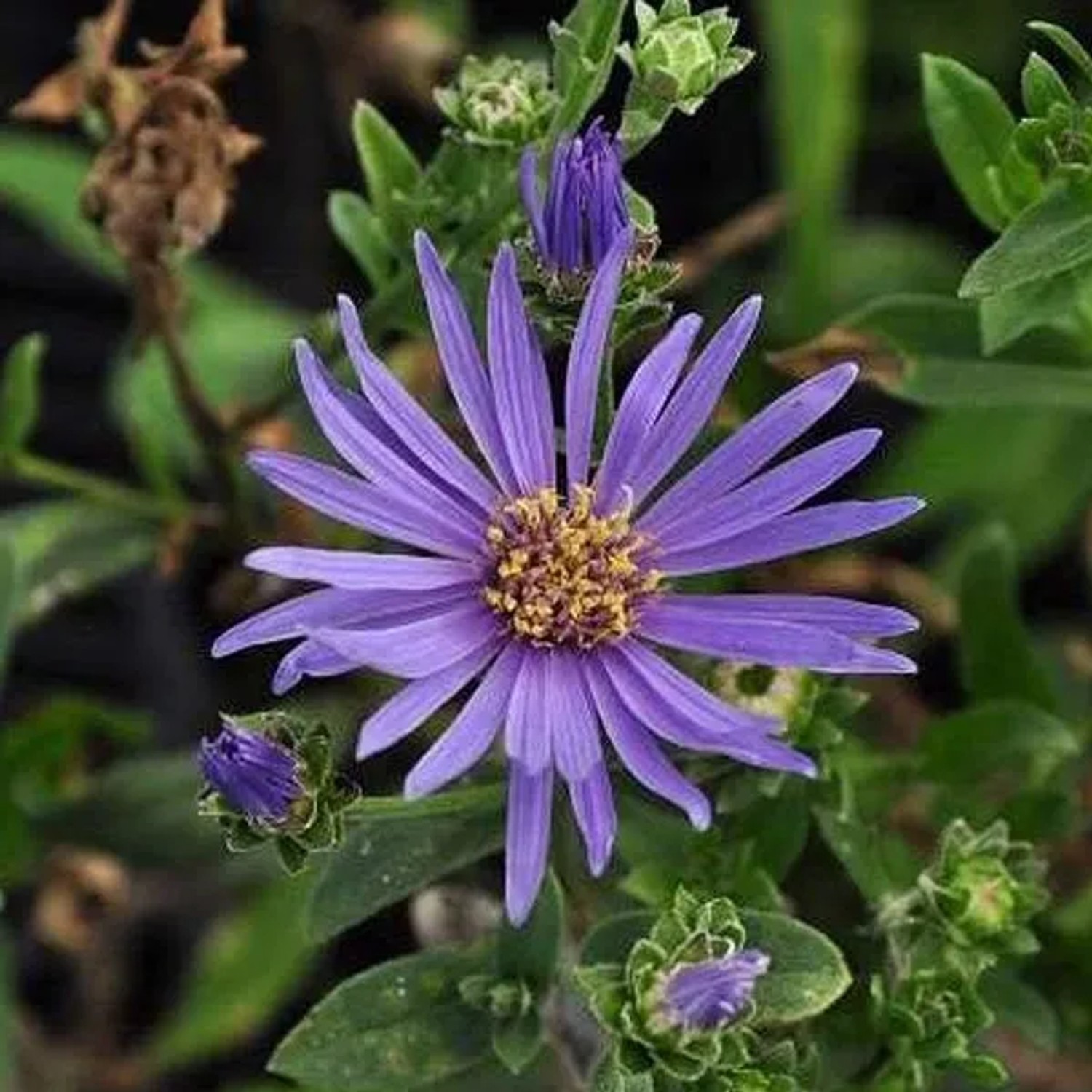 6 x Sommer-Aster 'Rudolf Goethe' Aster amellus Topf 9cm Schmetterlingspflanze