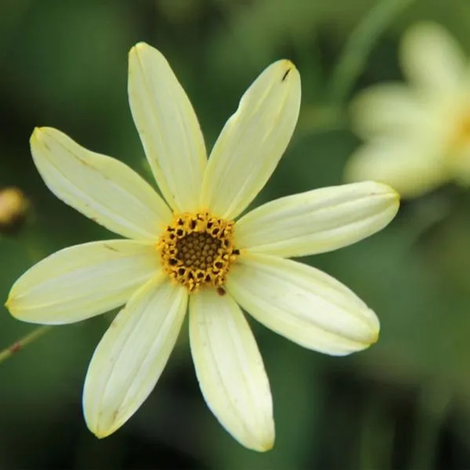 6 x Mädchenauge 'Moonbeam' Coreopsis verticillata Topf 9cm Reichblühend