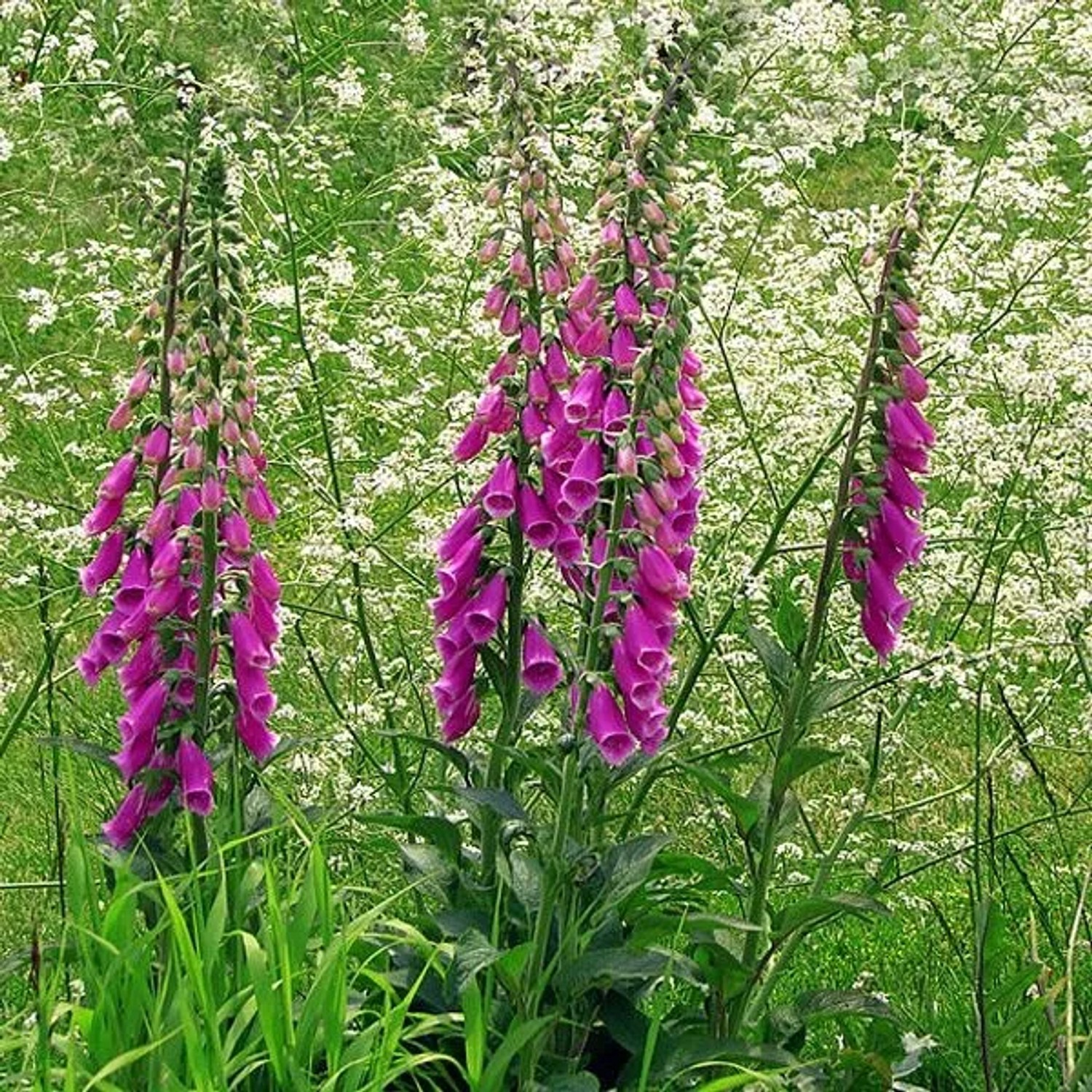 6 x Fingerhut 'Excelsior Hybrids' Digitalis purpurea Topf 9cm Schnittblume