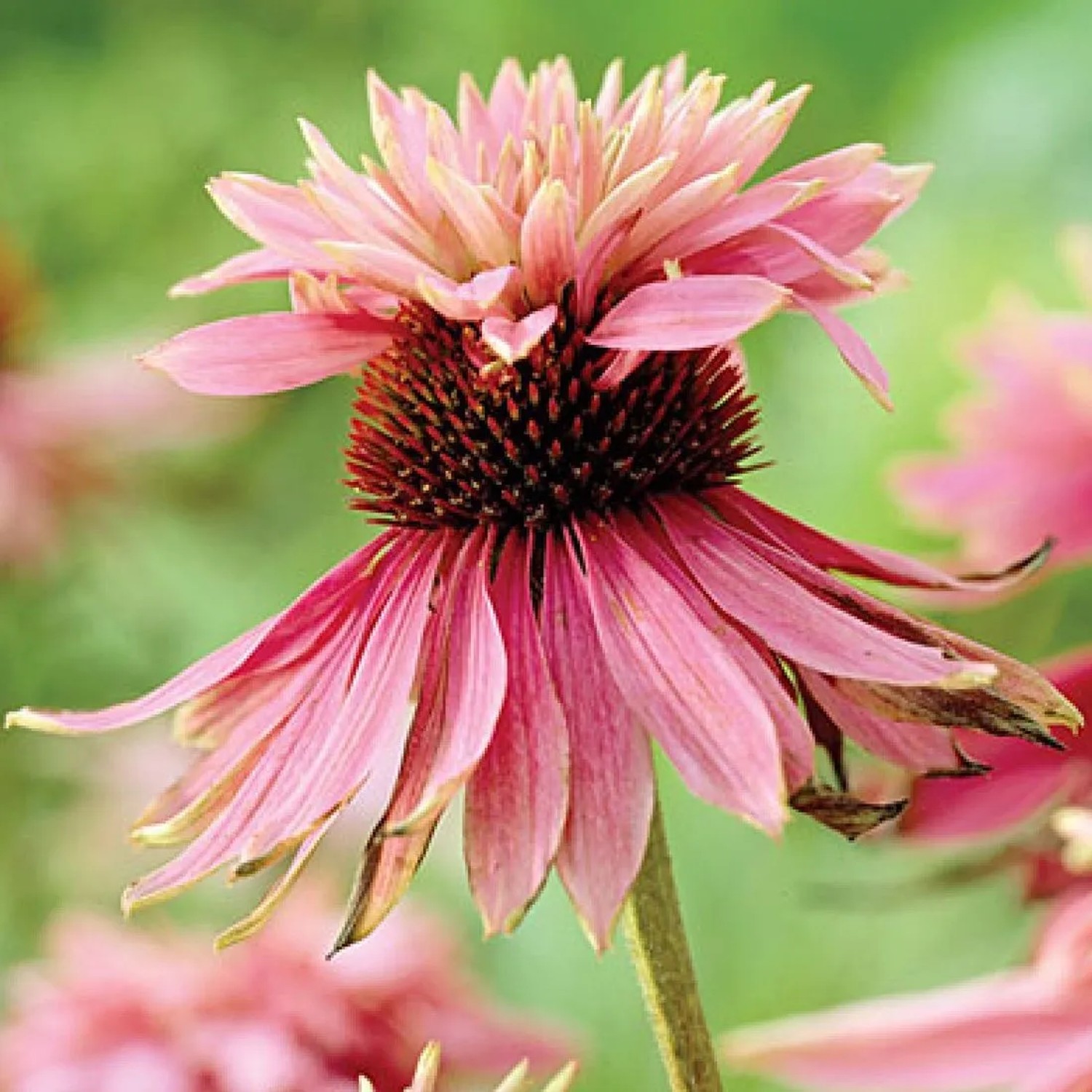 6 x Scheinsonnenhut 'Doubledecker' Echinacea purpurea Topf 9cm Gefüllte Blüten