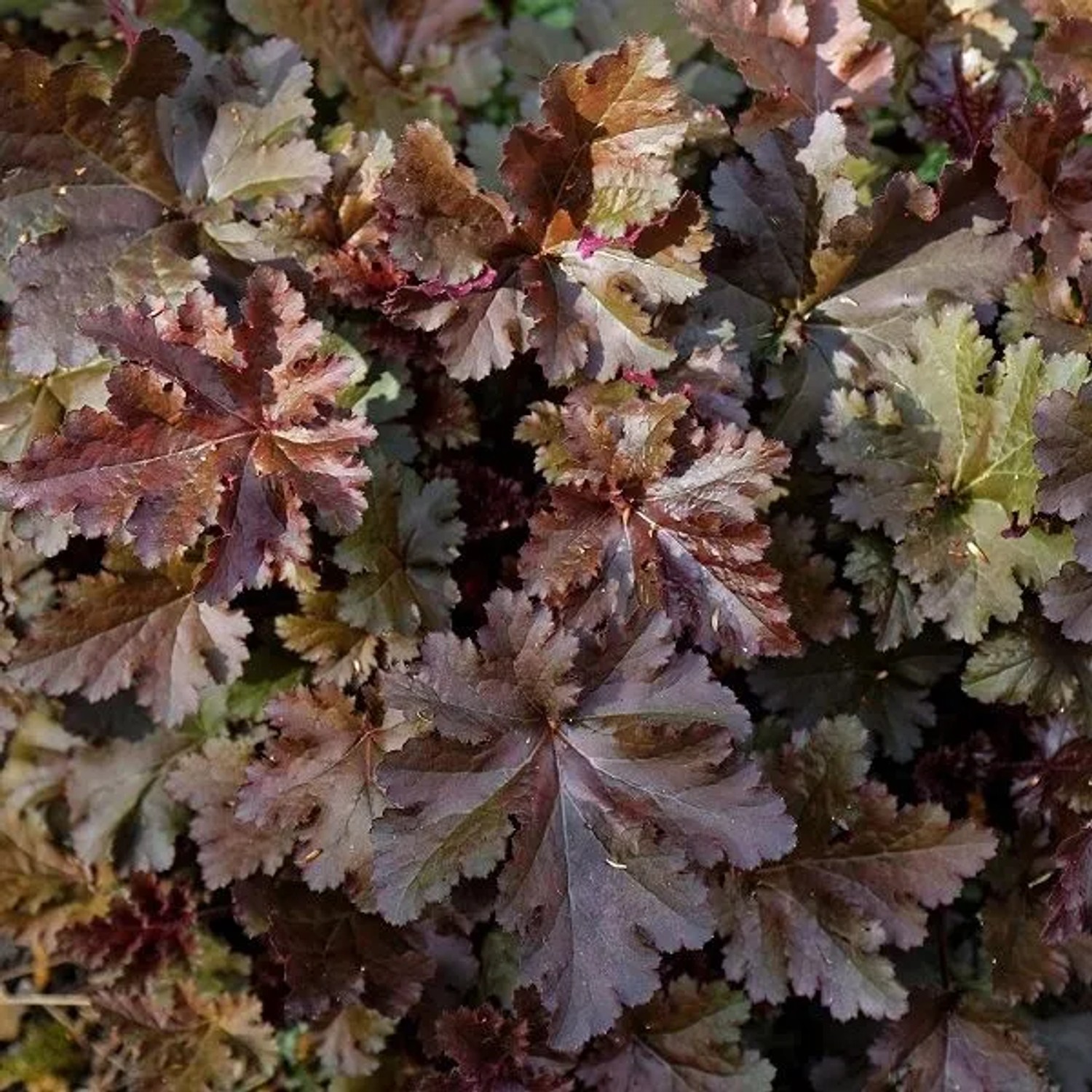 6 x Purpurglöckchen 'Chocolate Ruffles' Heuchera Topf 9cm Dunkles Laub