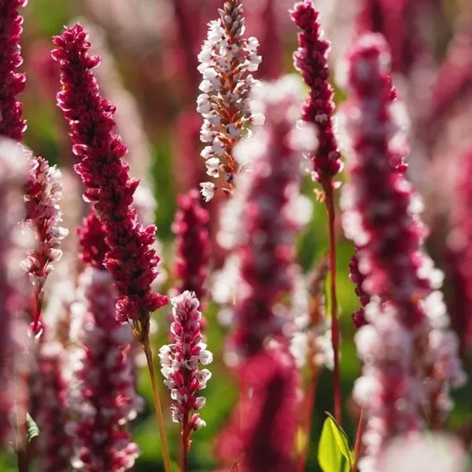 6 x Knöterich 'Superba' Persicaria affinis Topf 9cm Rosa Blüten