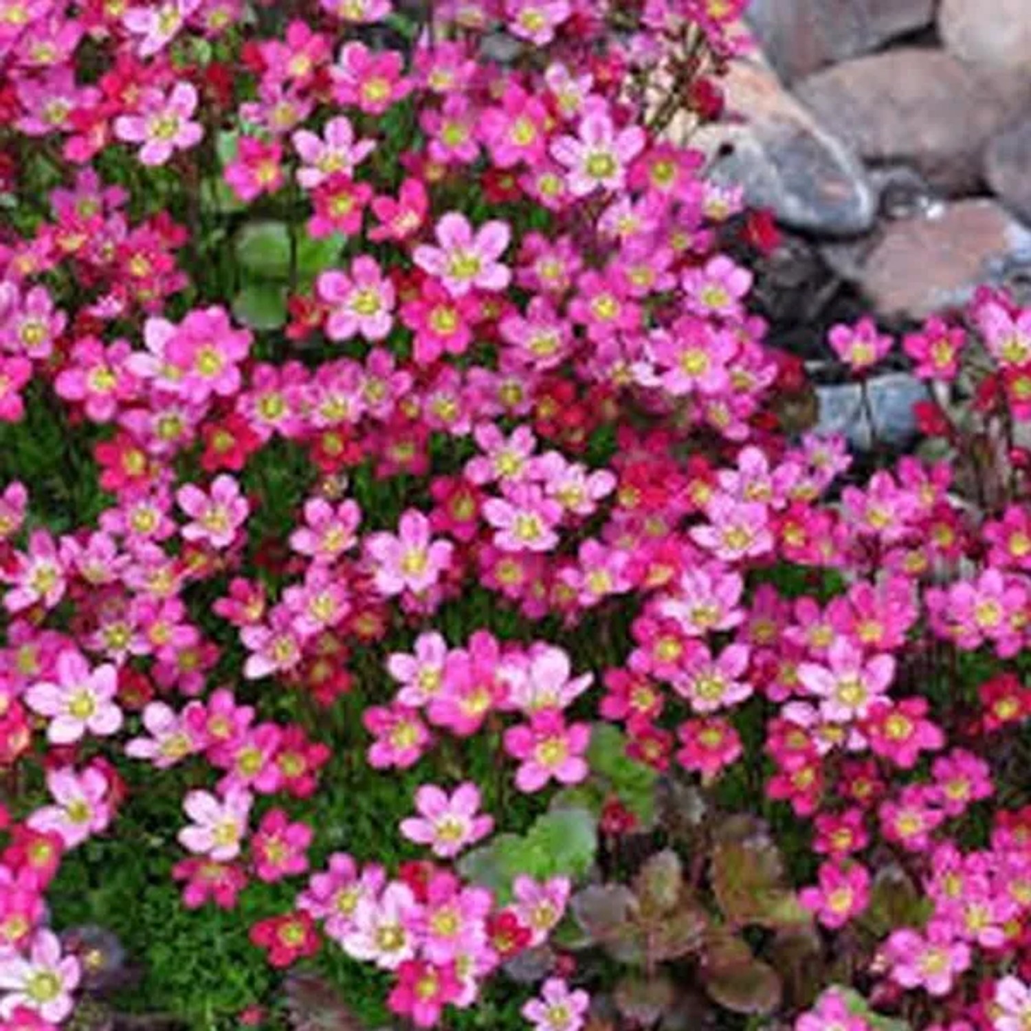6 x Moos-Steinbrech 'Purpurteppich' Saxifraga Topf 9cm Beetrandpflanze