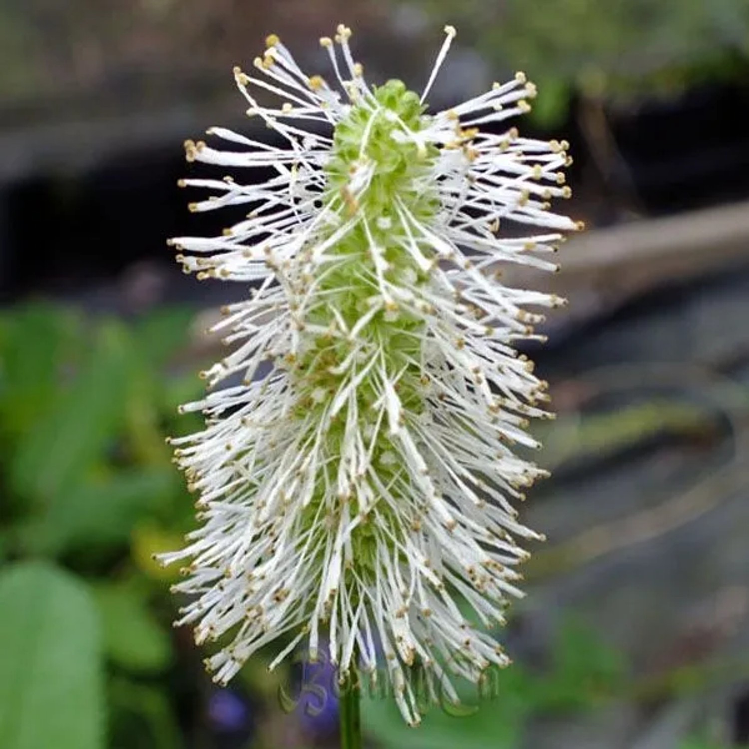 6 x Kanadischer Wiesenknopf Sanguisorba canadensis Topf 9cm Dekorativ