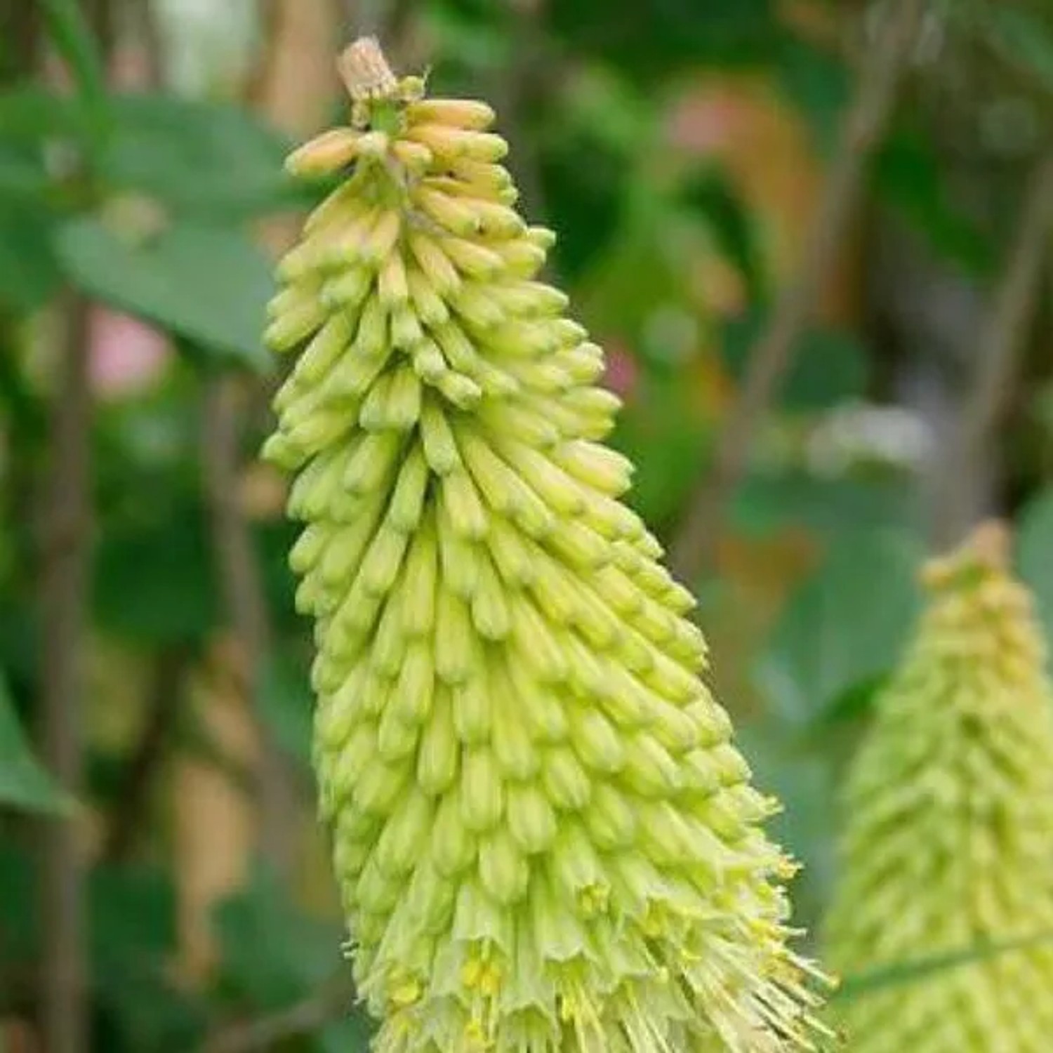 6 x Fackellilie 'Green Jade' Kniphofia Topf 9cm Schnittblume