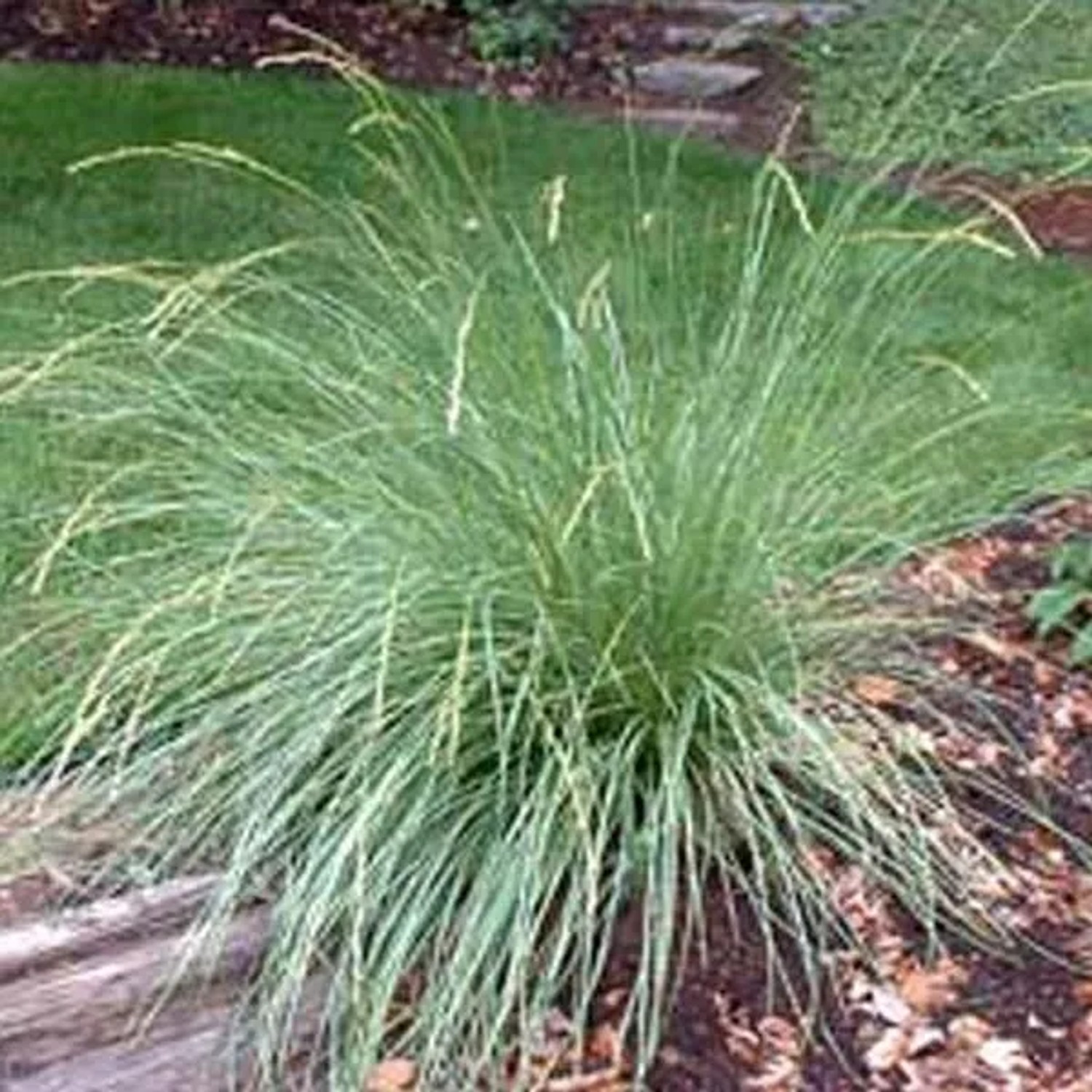 6 x Atlas-Schwingel Festuca Mairei Topf 9cm Ziergras