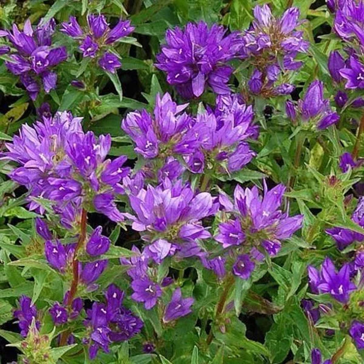 6 x Knäuel-Glockenblume 'Acaulis' Campanula glomerata Topf 9cm Bordürenpflanze
